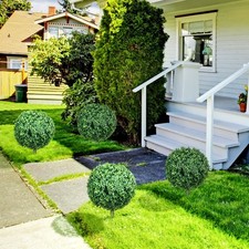 Set of 2 Artificial Boxwood