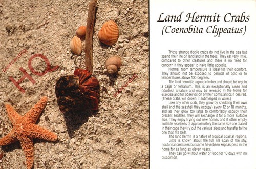 Picture postcard land hermit - picture, postcard::land