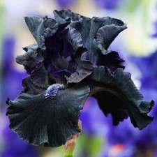 IRIS GERMANICA BLACK SWAN