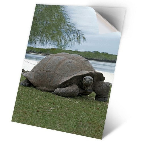 Vinyl sticker aldabra - sticker,