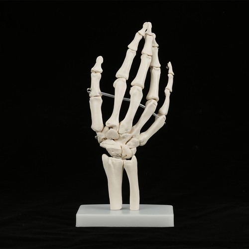 Anatomical life size human - life,