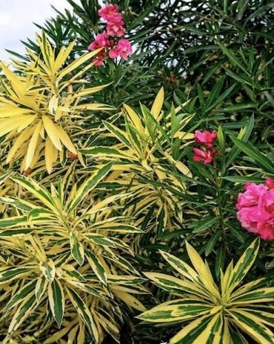 Oleander 4 - oleander),