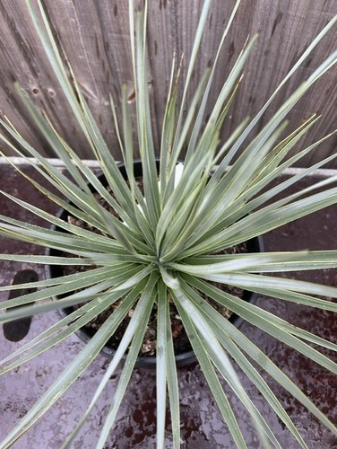 Yucca rostrata blue swan 35cm - rostrata,