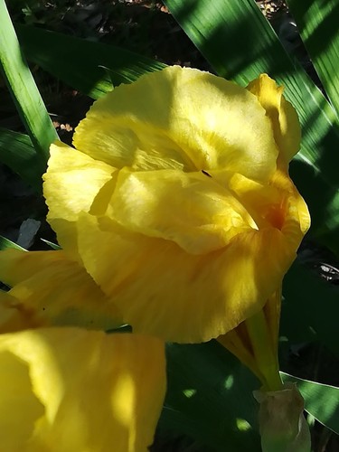 Germanic bearded iris rhizome - bearded,