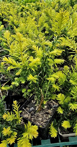Taxus baccata corleys - baccata, ’corleys