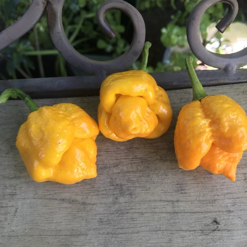 Pot yellow scorpion - 7,