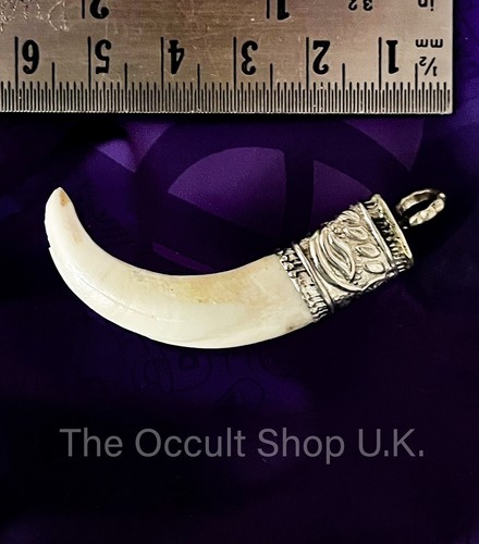 Wild boar tooth - wild, tusk