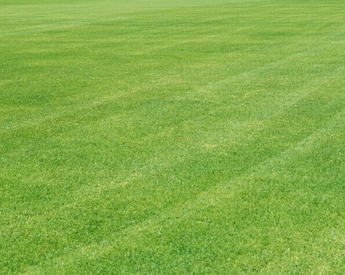 Grass seeds front - -, &