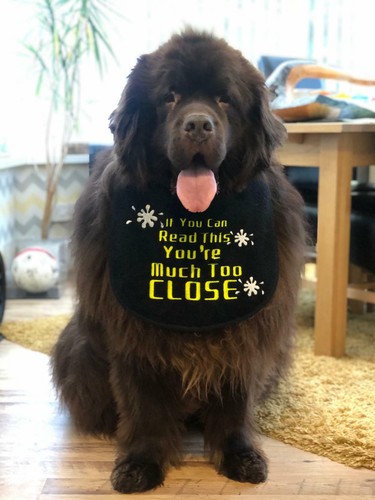 Big dog drool slobber bib - dog,