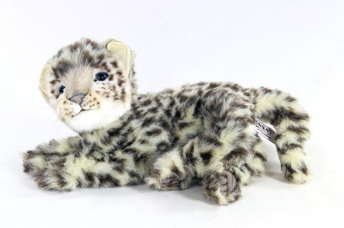 Hansa lying snow leopard cub - leopard,