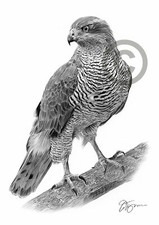 GOSHAWK pencil drawing art print A4 / A3 signed artwork by artist G Tymon