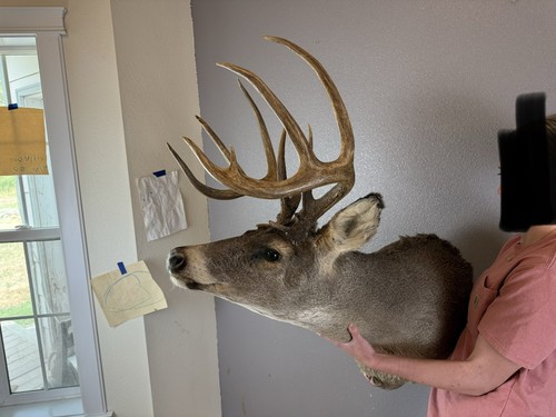 Whitetail deer shoulder mount - whitetail,