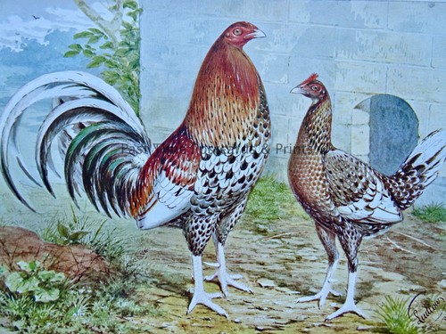 C1904 antique poultry chicken - c1904,