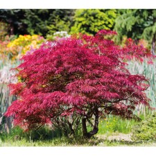 T&M Japanese Acer Maple Tree