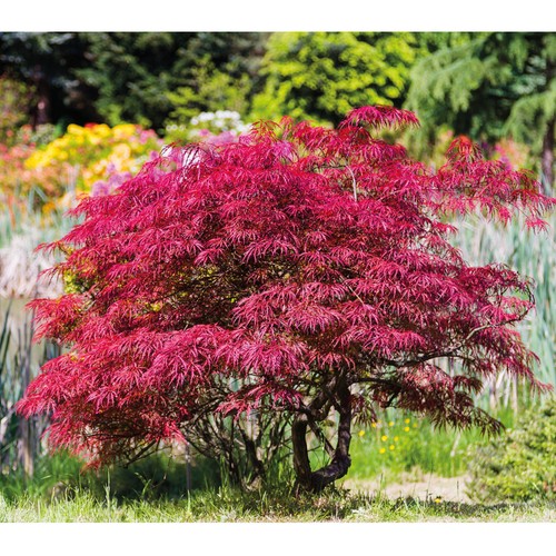Japanese acer maple tree - japanese,