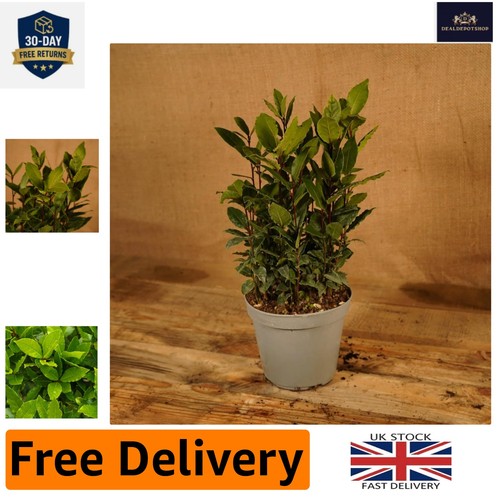 Low maintenance laurus - low, nobilis