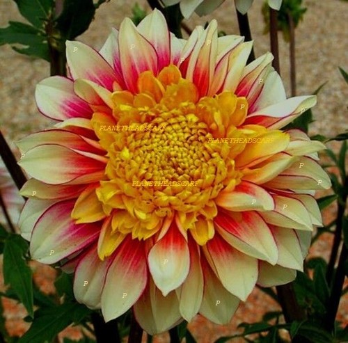 Gorgeous dahlia polka - dahlia,