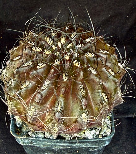 Neochilenia nigriscoparia