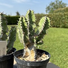 Euphorbia Polyacantha - Cactus radici proprie