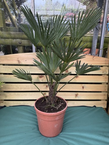 Trachycarpus wagnerianus - trachycarpus,