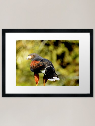 Harris hawk framed art print - harris,