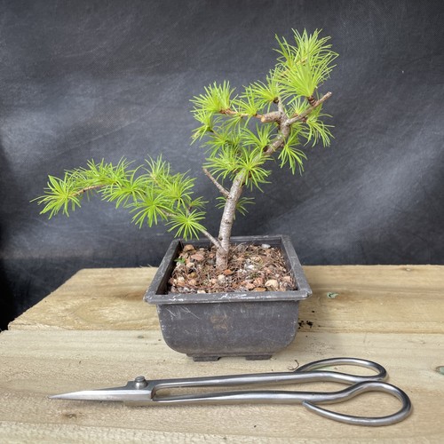 Larch bonsai tree potted - larch,