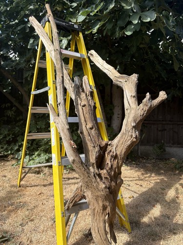 Xxxl huge driftwood 6ft - xxxl,