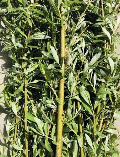 30cm willow tree cuttings - x,
