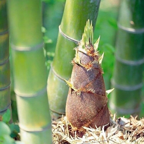 Giant moso bamboo seeds - bamboo,