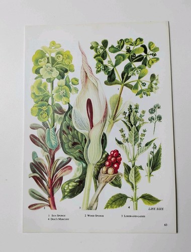 Cuckoo pint arum lily - cuckoo,