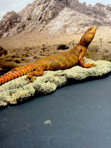 Taxidermy mount red uromastyx - taxidermy,