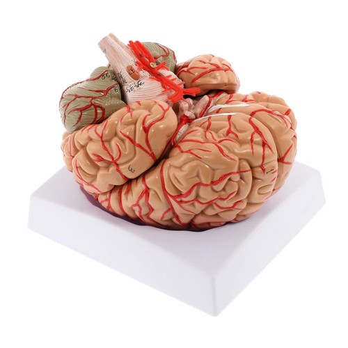 Human brain anatomy model - brain,