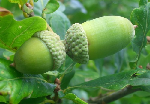 Acorn seeds english oak - of,