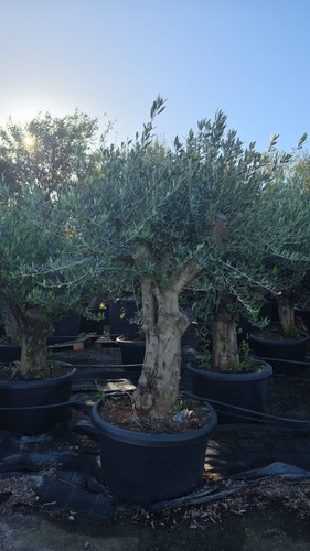 European olive tree huge - european, trunk