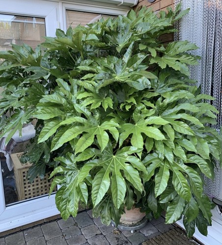 Japonica fatsia japanese - japonica,