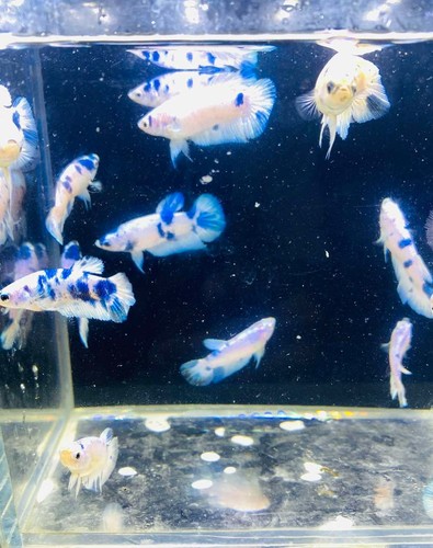 Betta marble dot blue - dot,