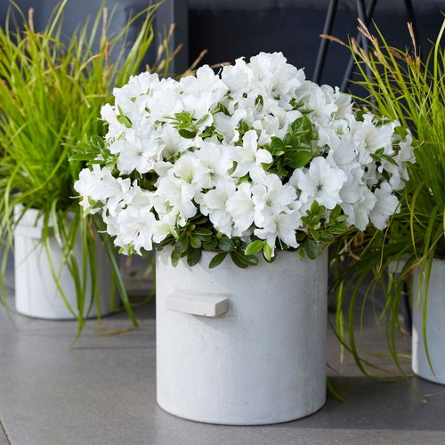 Azalea encore pure white - encore,