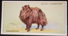 POMERANIAN   Vintage 1937 Illustrated Dog Card  EE20MS
