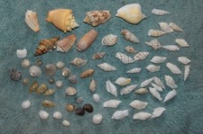 Joblot Mixed Natural Sea