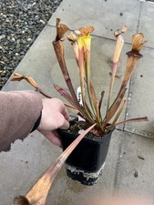 Sarracenia F257 Goldie direct