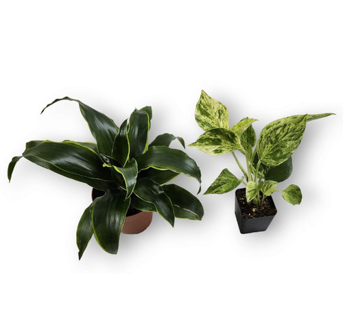 Large tree frog vivarium plant - vivarium,