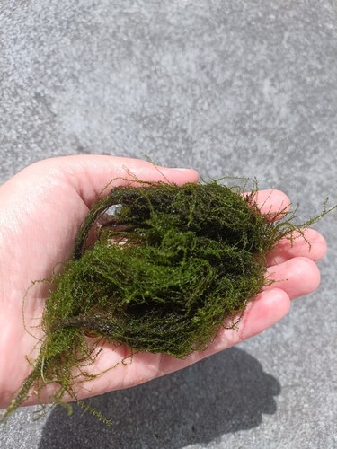 Homegrown java moss live - homegrown,