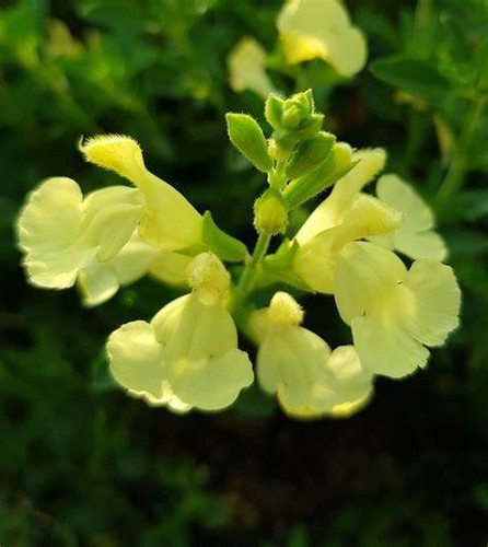 Salvia lemon light plug - salvia,
