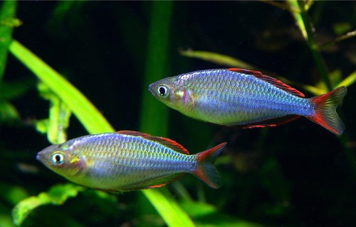 Praecox rainbowfish neon - praecox,