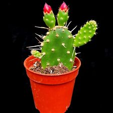 Opuntia Quitensis Prickly Pear Cactus unrooted single pad 5cm pot  red flowers