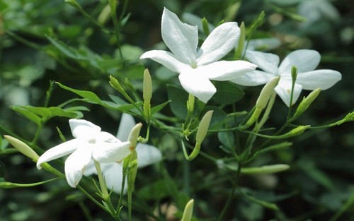 Jasminum officinale white - officinale,