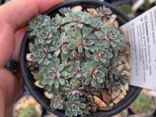 Saxifraga Whitehill, clump