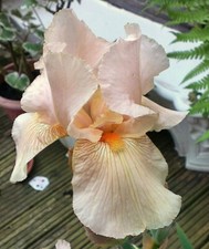 Bearded Iris Germanica PALE