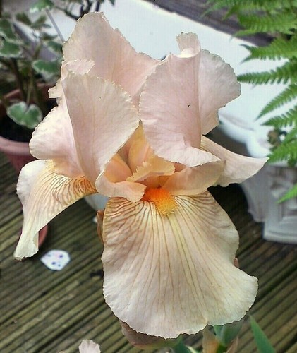 Bearded iris germanica pale - bearded,
