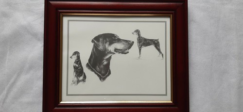 Doberman dog framed - dog, print